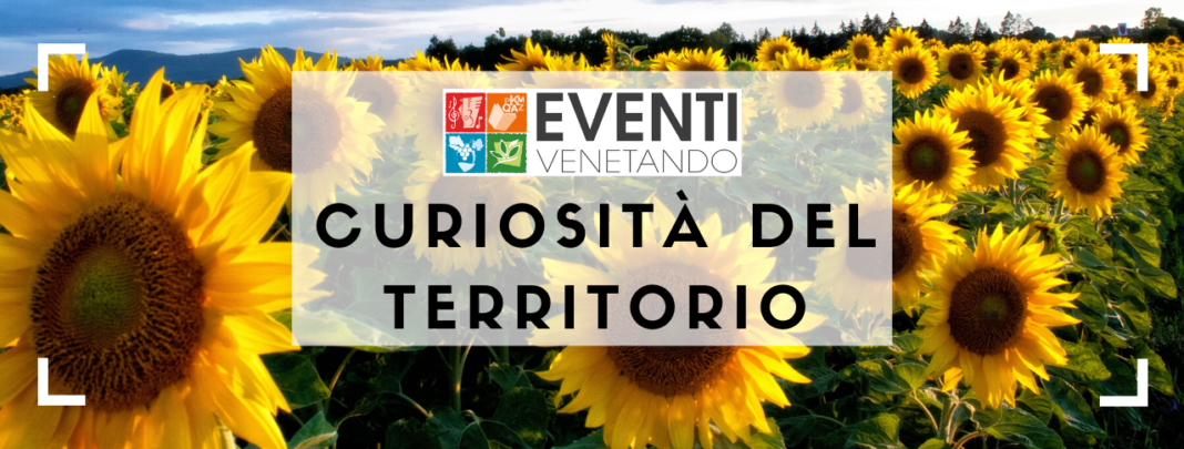 CURIOSITÀ DEL TERRITORIO Un girasole da record