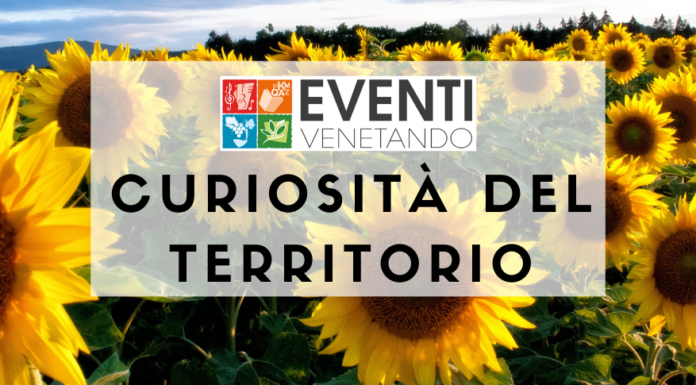 CURIOSITÀ DEL TERRITORIO – UN GIRASOLE DA RECORD