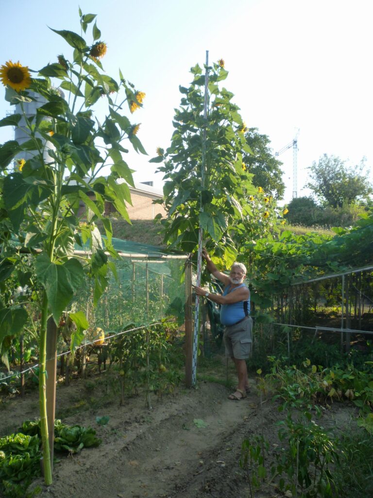 Foto girasole gigante