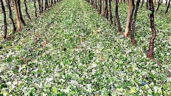 Vigneto distrutto dalla grandine 
