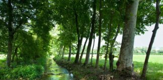 I PALÙ DEL QUARTIER DEL PIAVE