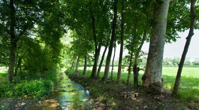 I PALÙ DEL QUARTIER DEL PIAVE