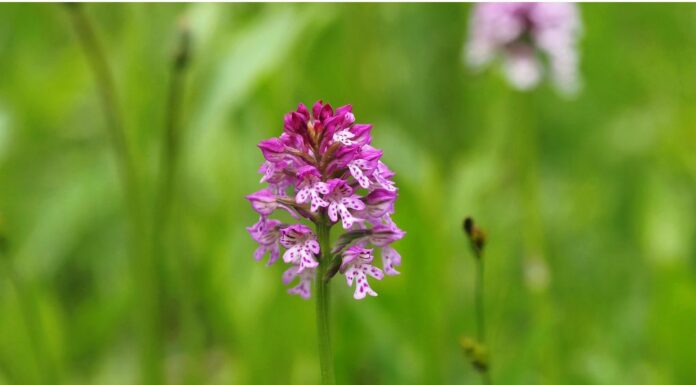 Le orchidee spontanee protagoniste dell’incontro di Pieve di Soligo di venerdì 22 marzo Orchidee spontanee colline Conegliano Valdobbiadene
