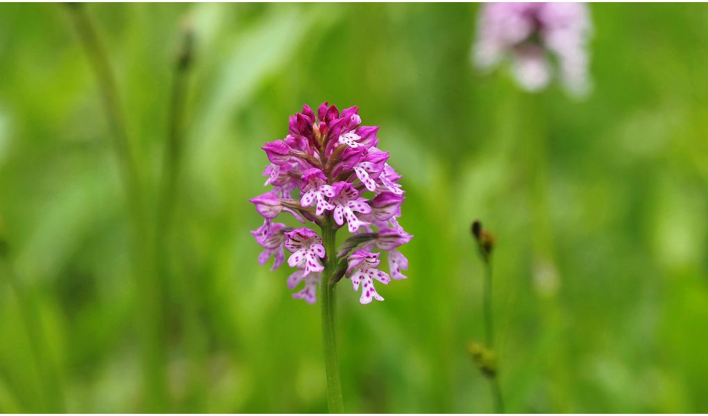 Cover blog Orchidee Orchidee spontanee colline Conegliano Valdobbiadene