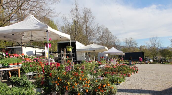 Mosnigo in Fiore 2026: colori, tradizioni e comunità per la 10ª edizione Mosnigo in Fiore 2026