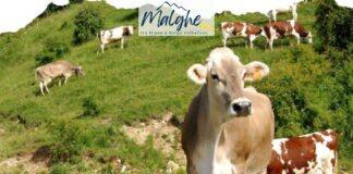 Malghe tra Miane e Borgo Valbelluna 2025