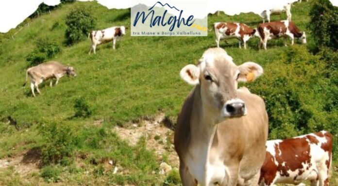 Malghe tra Miane e Borgo Valbelluna 2025