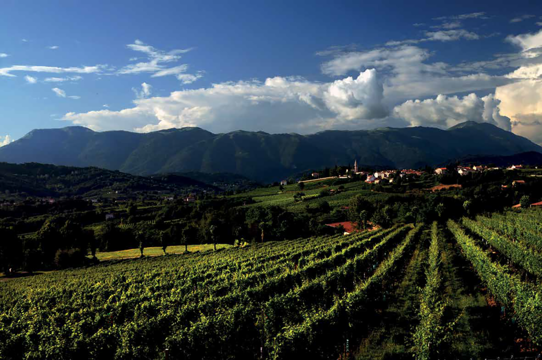 vigne-san-pietro-di-feletto Mostra dei Vini di Collina San Pietro di Feletto 2025